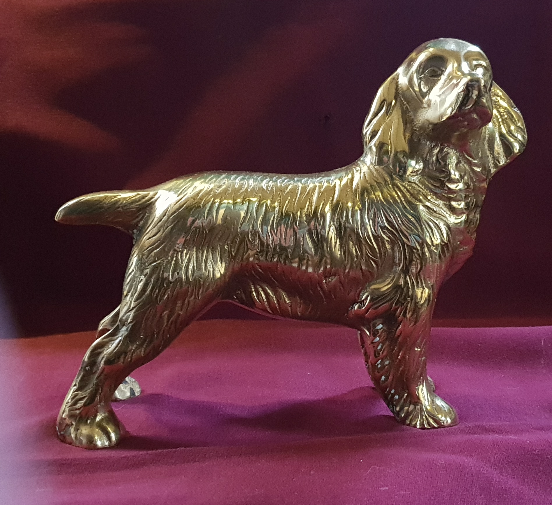 Cocker Spaniel (image for) Cocker Spaniel