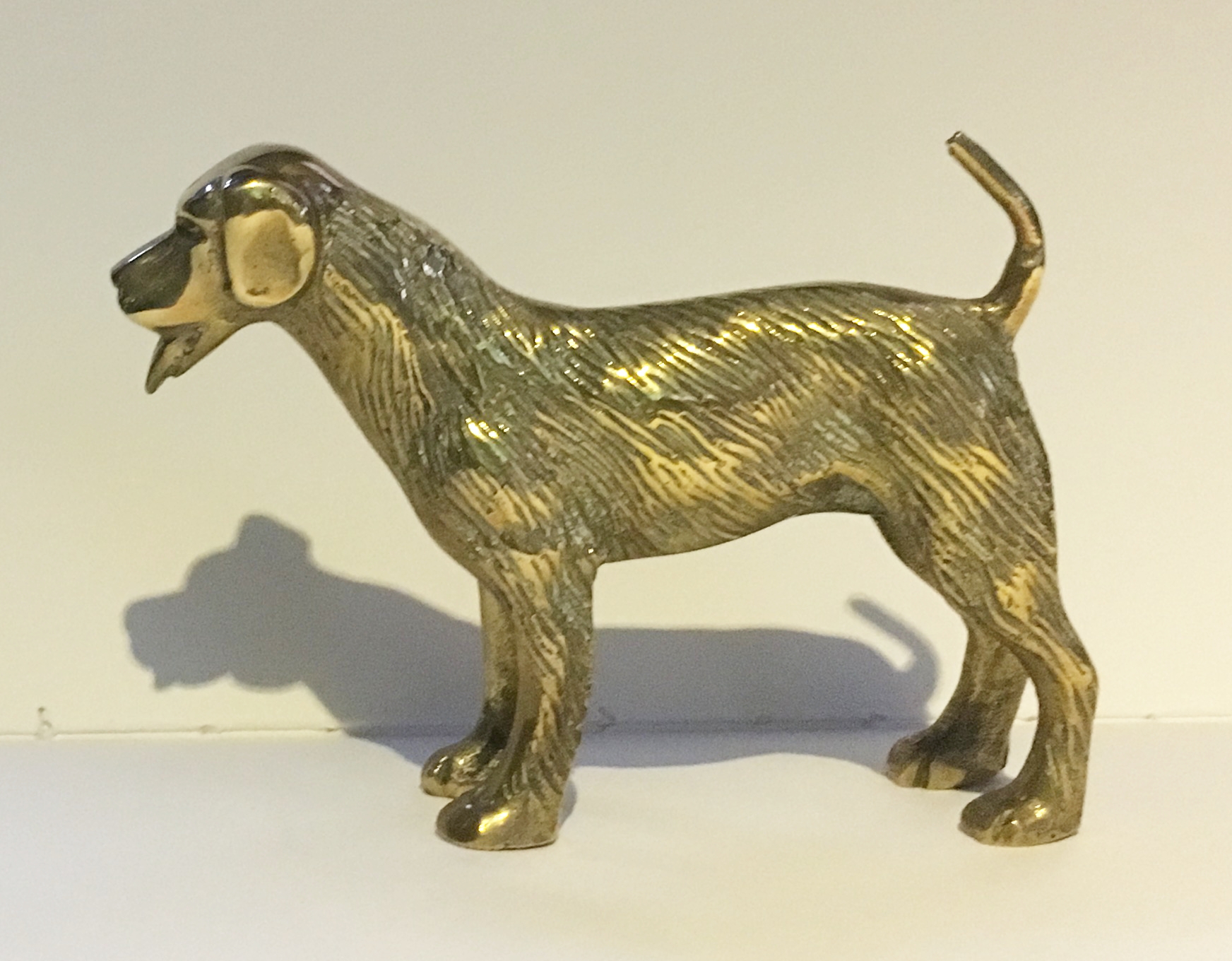 Jack Russell Terrier (image for) Jack Russell Terrier